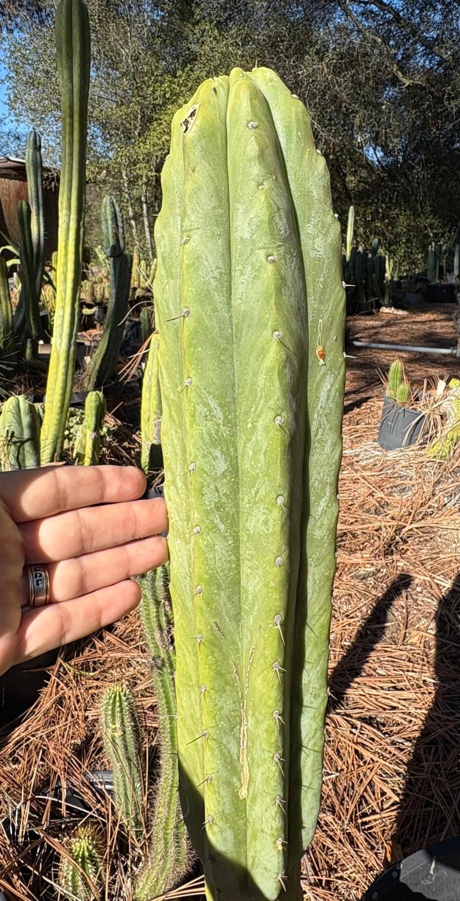 #EC51 EXACT Trichocereus Pachanoi Birdland Cutting 10”-Cactus - Large - Exact-The Succulent Source