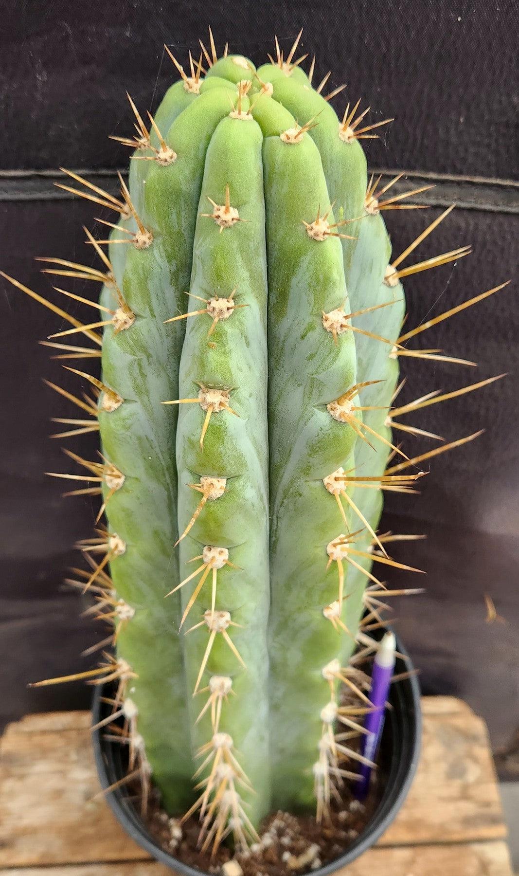 #EC54 EXACT TLC Trichocereus Peruvianus Storage Yard Cactus 15”-Cactus - Large - Exact-The Succulent Source