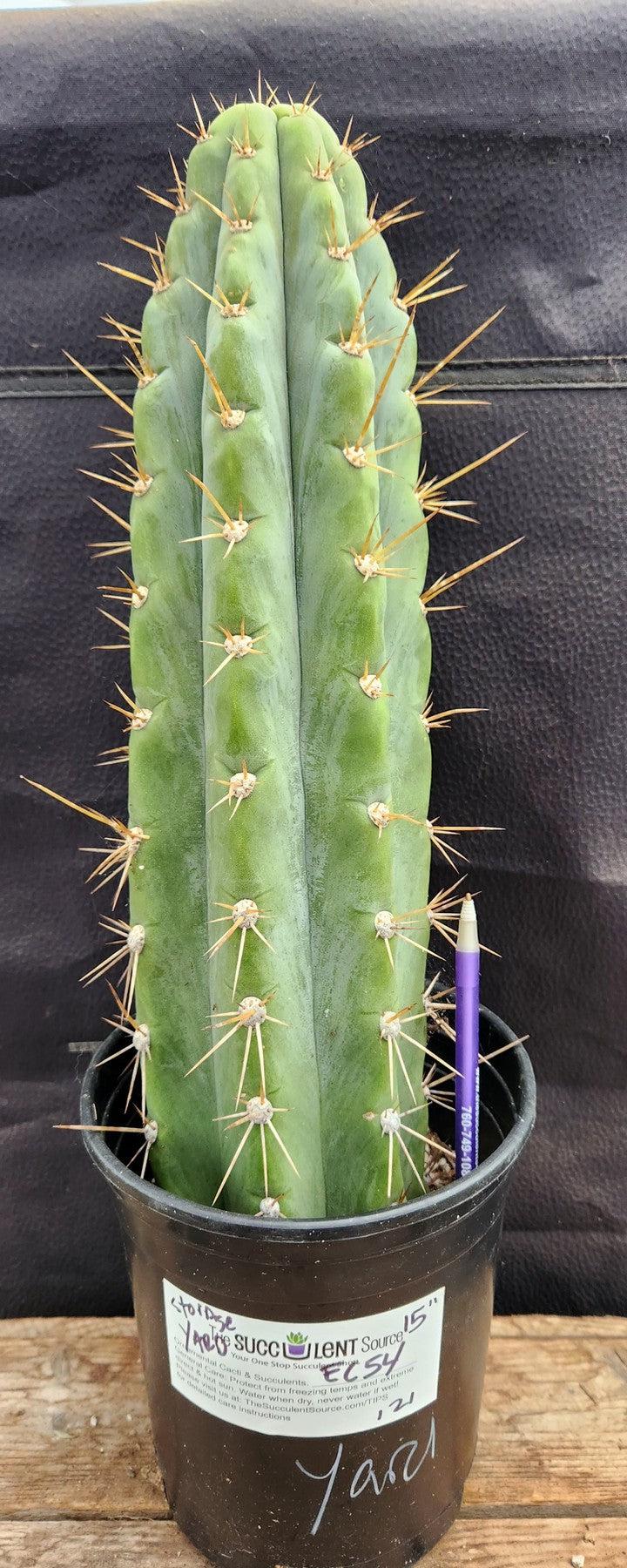 #EC54 EXACT TLC Trichocereus Peruvianus Storage Yard Cactus 15”-Cactus - Large - Exact-The Succulent Source