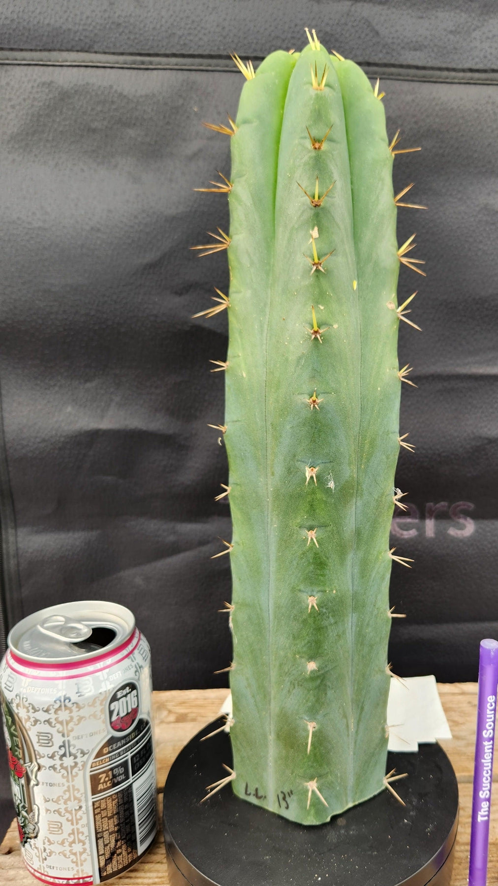 #EC55 EXACT Trichocereus "Lost Label" Three Pack Bargain Cactus Cutting Lot 10-14"-Cactus - Large - Exact-The Succulent Source