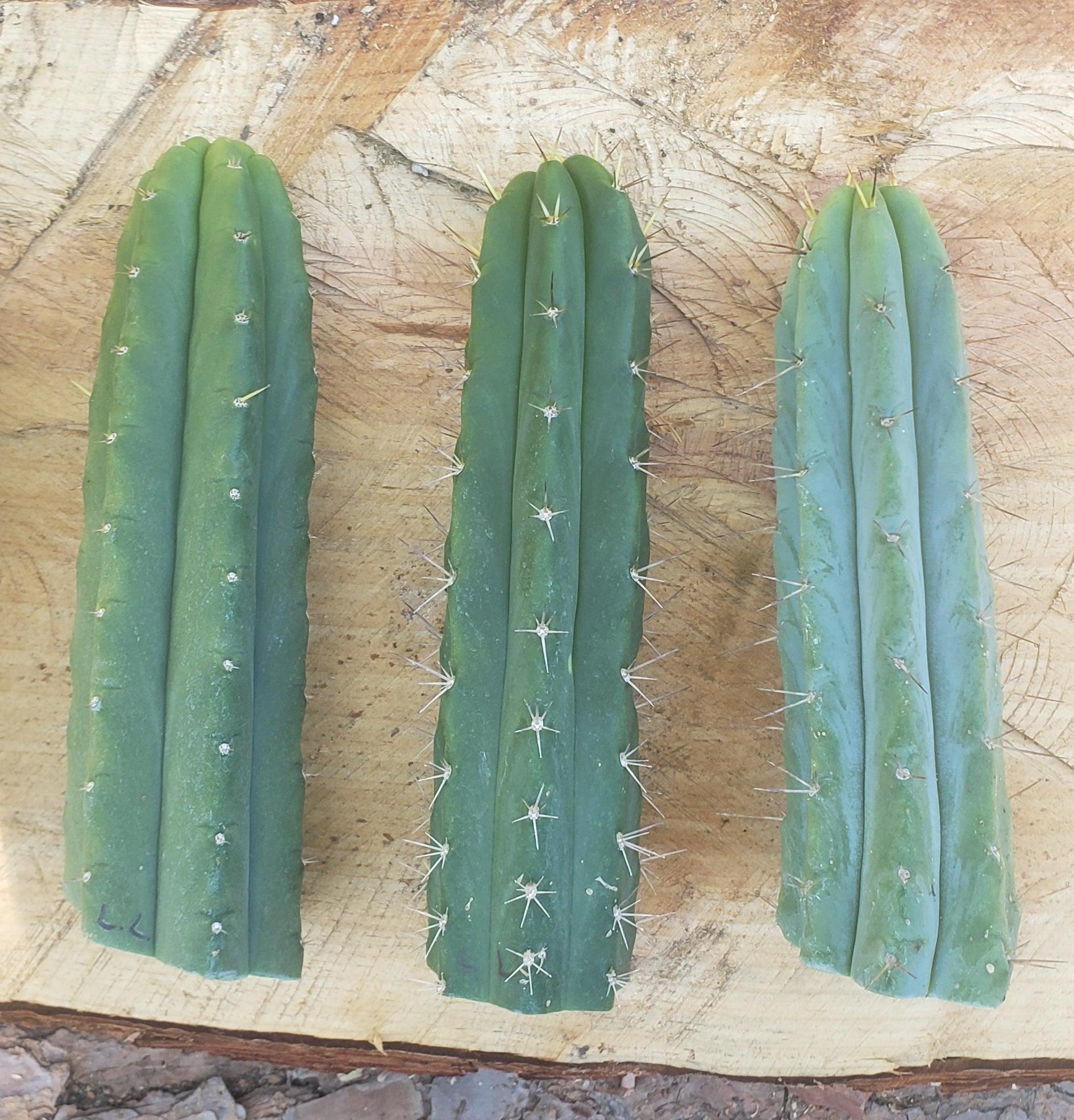 #EC55 EXACT Trichocereus "Lost Label" Three Pack Cactus Cutting Lot 7-10"-Cactus - Large - Exact-The Succulent Source