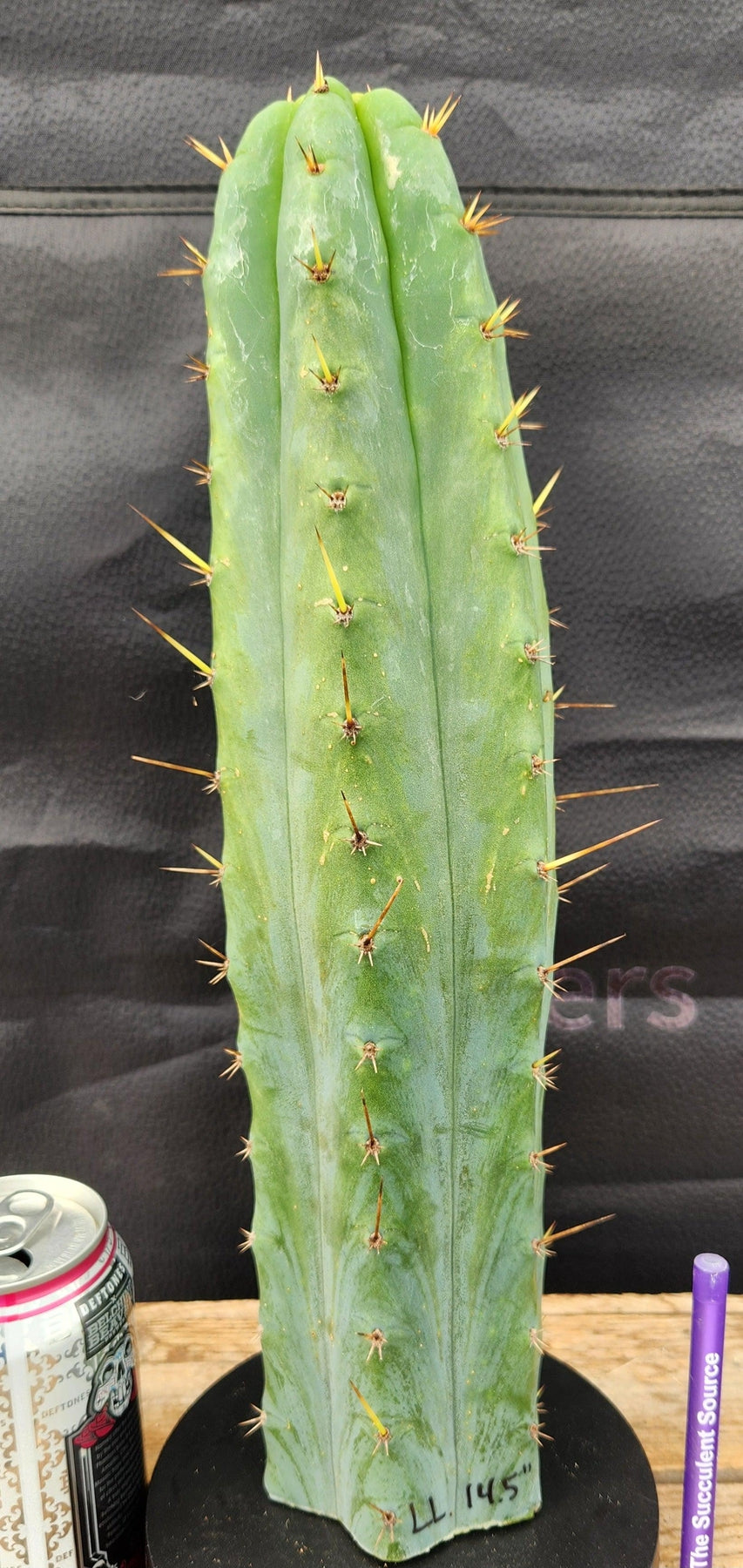 #EC55 EXACT Trichocereus "Lost Label" Three Pack Bargain Cactus Cutting Lot 10-14"-Cactus - Large - Exact-The Succulent Source