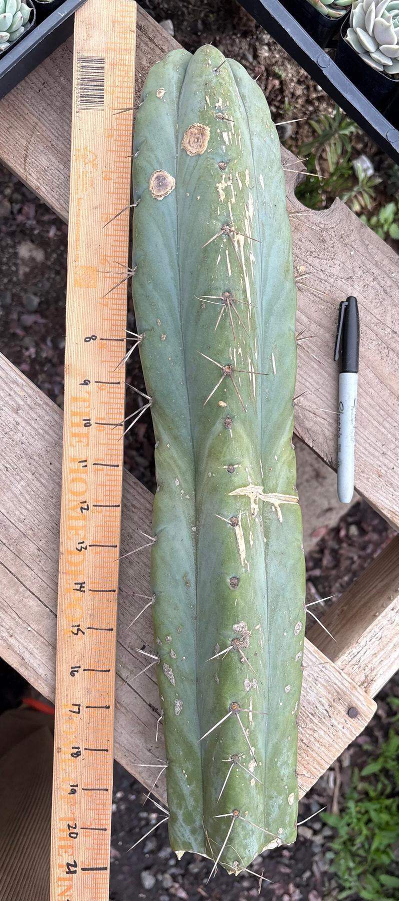 #EC56 EXACT Trichocereus Bridgesii Jiimz " Phattt cactus 17” Cutting-Cactus - Large - Exact-The Succulent Source