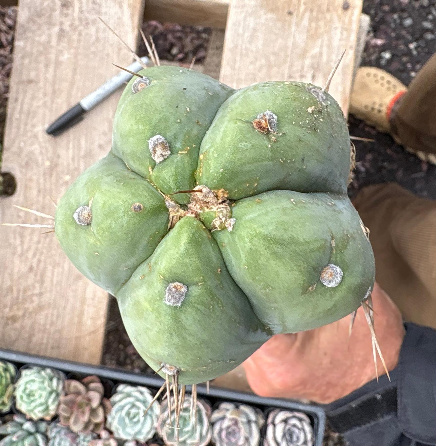 #EC56 EXACT Trichocereus Bridgesii Jiimz " Phattt cactus 17” Cutting-Cactus - Large - Exact-The Succulent Source