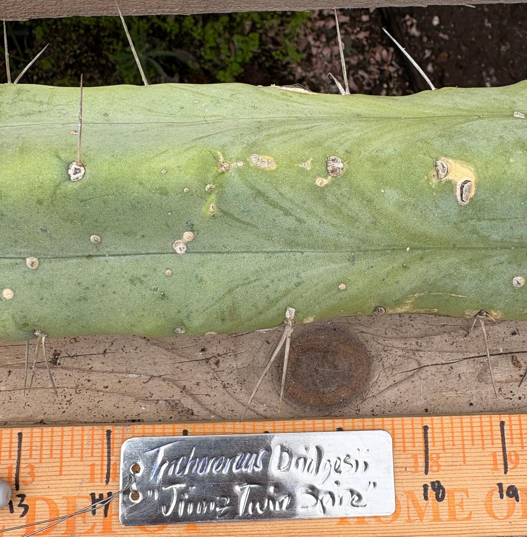 #EC56 EXACT Trichocereus Bridgesii Jiimz " Twin Spine" cactus 22” Cutting-Cactus - Large - Exact-The Succulent Source