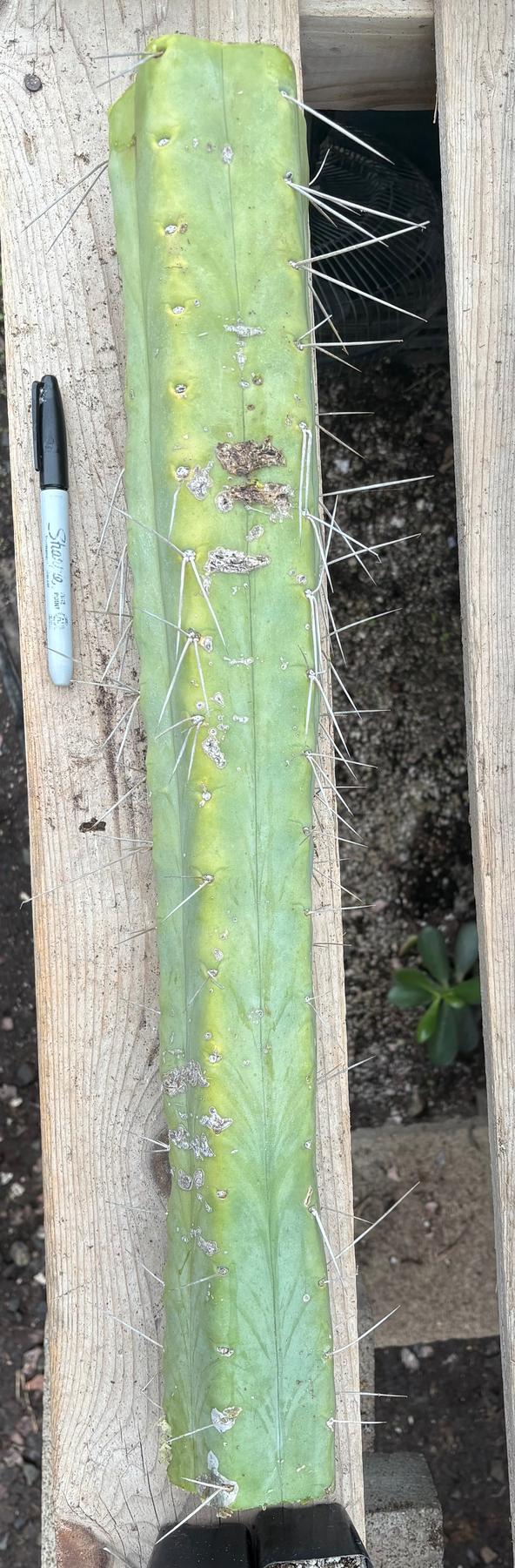 #EC56 EXACT Trichocereus Bridgesii Jiimz " Twin Spine" cactus 22” Cutting-Cactus - Large - Exact-The Succulent Source