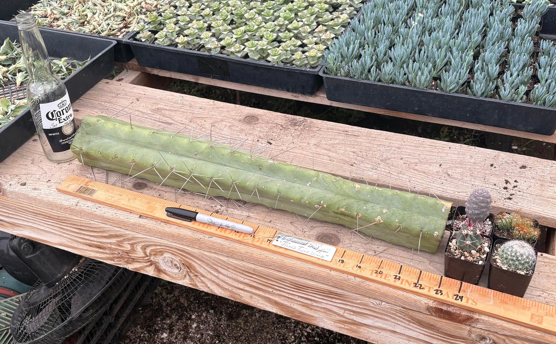 #EC56 EXACT Trichocereus Bridgesii Jiimz " Twin Spine" cactus 22” Cutting-Cactus - Large - Exact-The Succulent Source