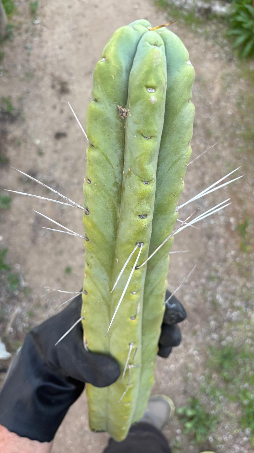 #EC56 EXACT Trichocereus Bridgesii Jiimz " Twin Spine" cactus 23.5” Cutting-Cactus - Large - Exact-The Succulent Source