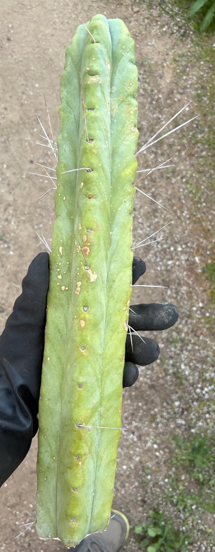#EC56 EXACT Trichocereus Bridgesii Jiimz " Twin Spine" cactus 23.5” Cutting-Cactus - Large - Exact-The Succulent Source