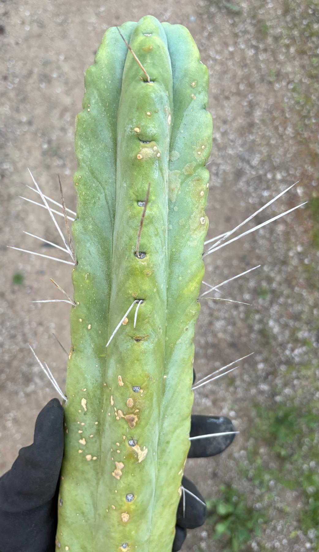 #EC56 EXACT Trichocereus Bridgesii Jiimz " Twin Spine" cactus 23.5” Cutting-Cactus - Large - Exact-The Succulent Source