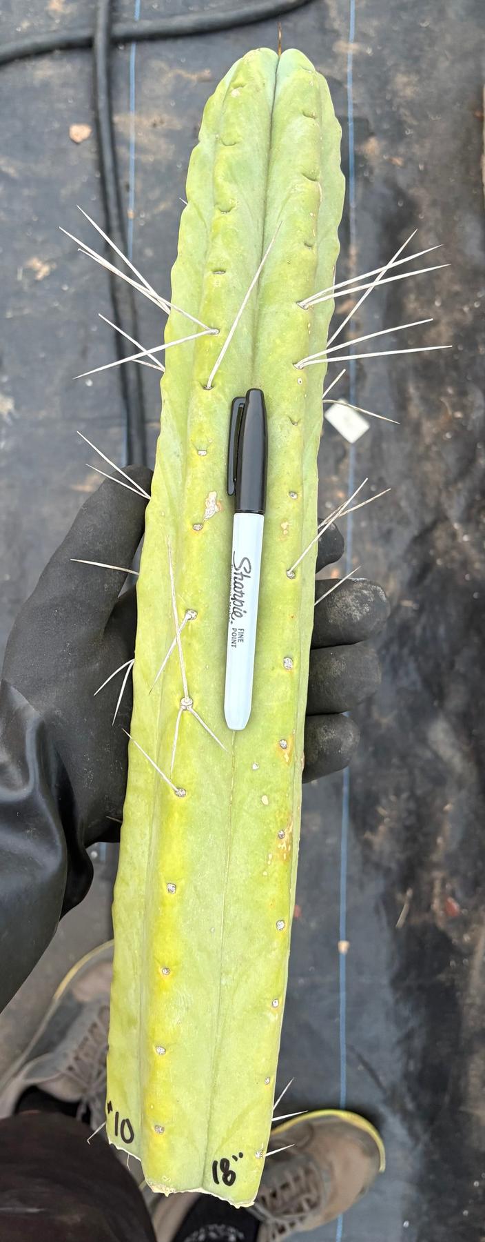 #EC56 EXACT Trichocereus Bridgesii Jiimz " Twin Spine" cactus 23.5” Cutting-Cactus - Large - Exact-The Succulent Source