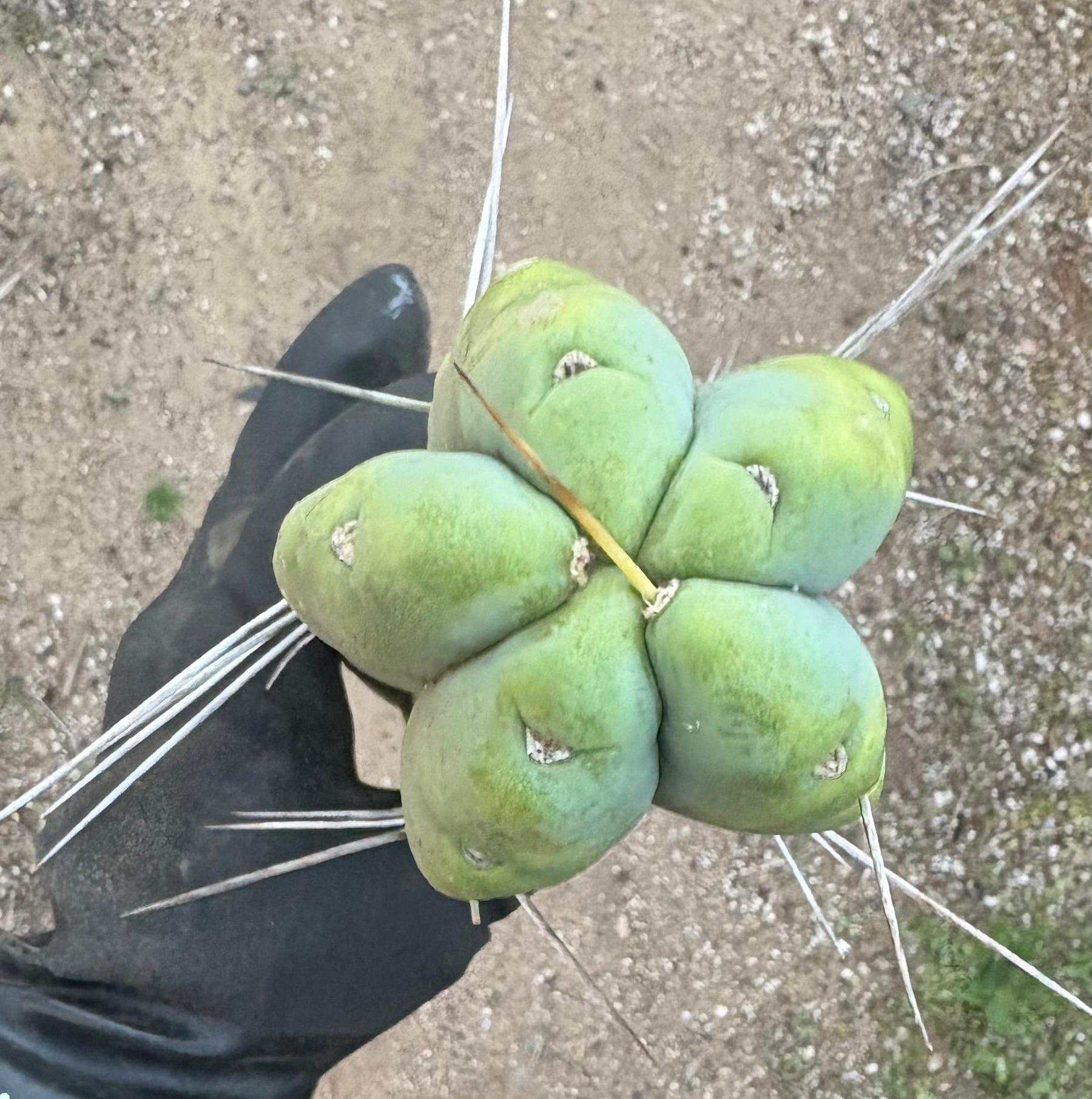 #EC56 EXACT Trichocereus Bridgesii Jiimz " Twin Spine" cactus 23.5” Cutting-Cactus - Large - Exact-The Succulent Source