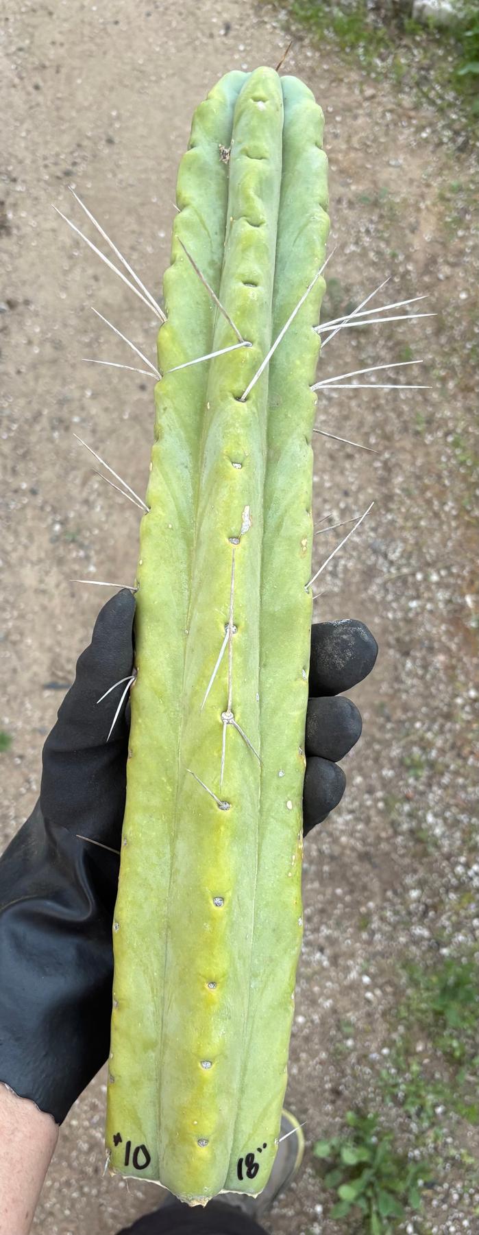 #EC56 EXACT Trichocereus Bridgesii Jiimz " Twin Spine" cactus 23.5” Cutting-Cactus - Large - Exact-The Succulent Source