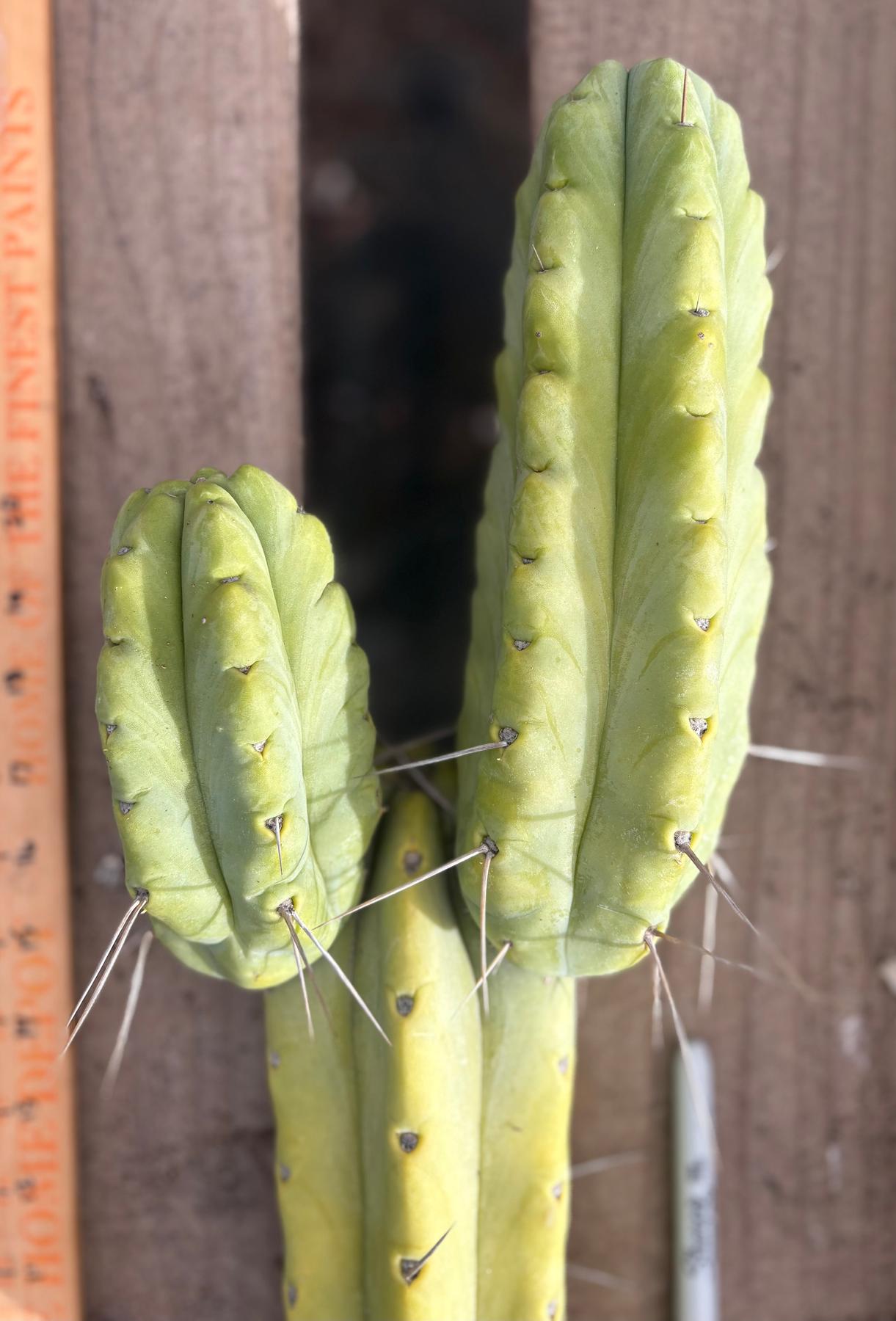 #EC56 EXACT Trichocereus Bridgesii Jiimz " Twin Spine" cactus 24” Cutting-Cactus - Large - Exact-The Succulent Source