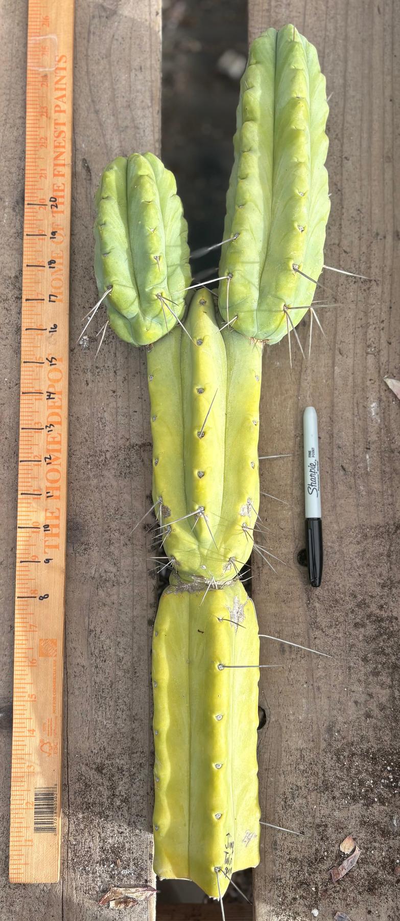 #EC56 EXACT Trichocereus Bridgesii Jiimz " Twin Spine" cactus 24” Cutting-Cactus - Large - Exact-The Succulent Source