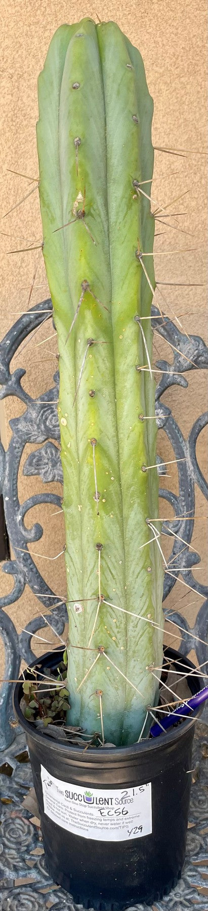 #EC56 EXACT Trichocereus Bridgesii Jiimz " Twin Spine" cactus 25”-Cactus - Large - Exact-The Succulent Source