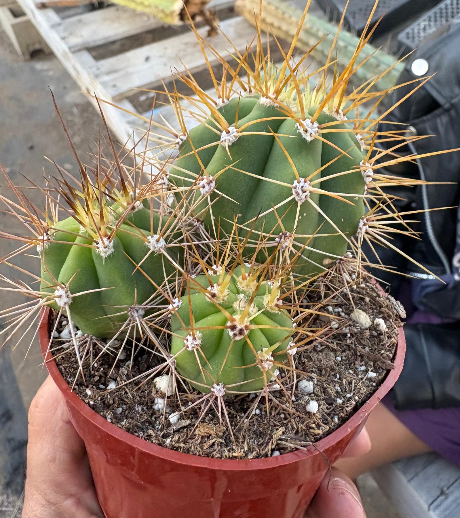 #EC57 EXACT Trichocereus Terschekii ornamental Cactus Options-Cactus - Large - Exact-The Succulent Source