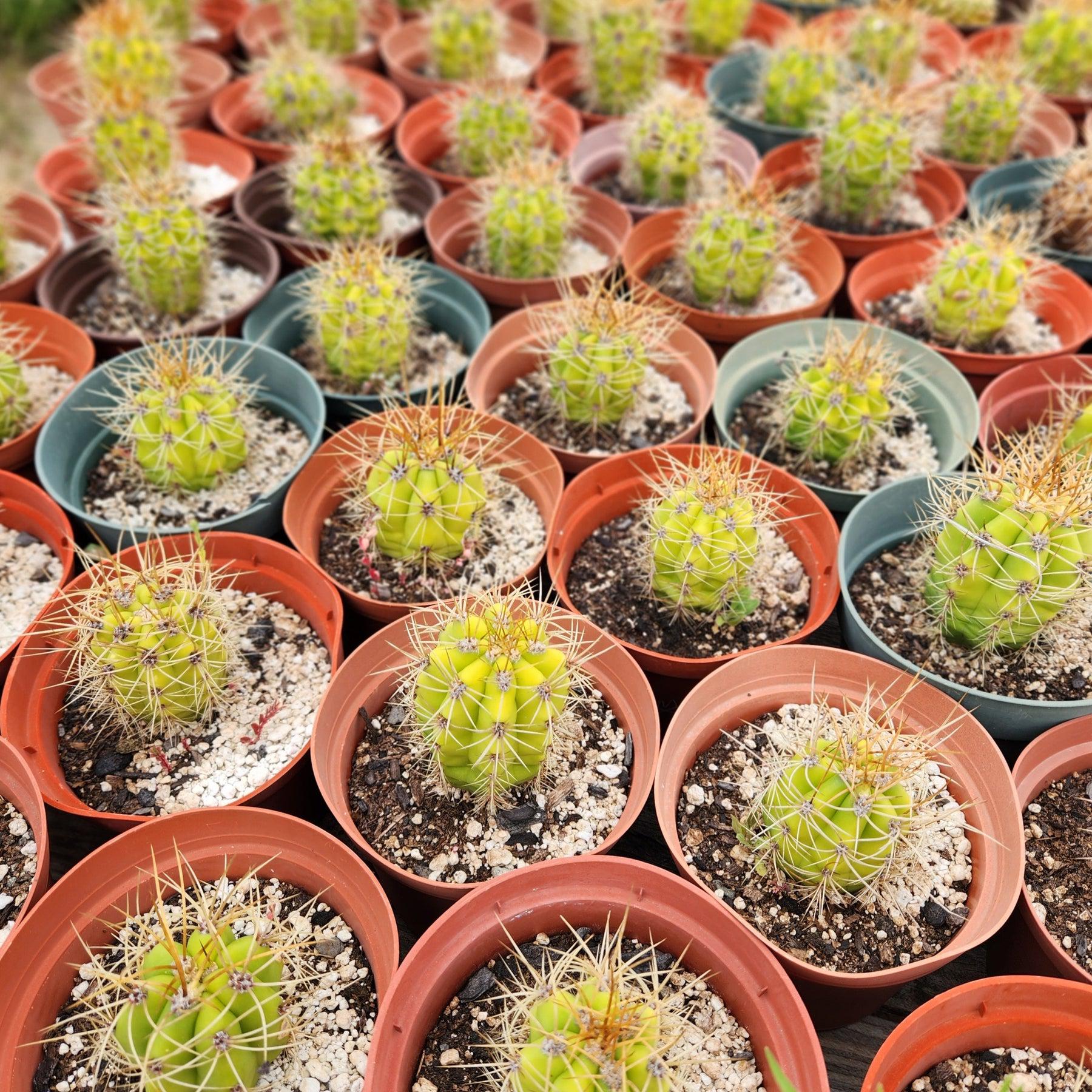 #EC57 EXACT Trichocereus Terschekii ornamental Cactus Potted in 6"-Cactus - Large - Exact-The Succulent Source