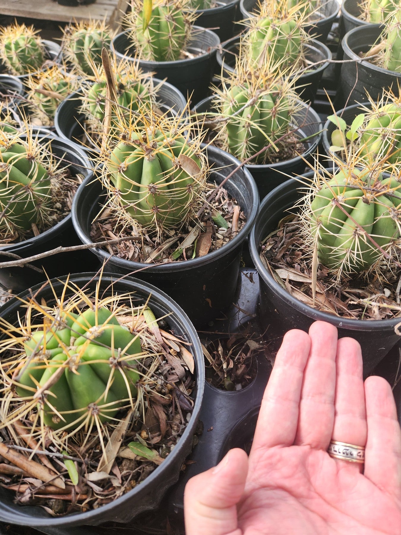 #EC57 EXACT Trichocereus Terschekii ornamental Cactus Options-Cactus - Large - Exact-The Succulent Source