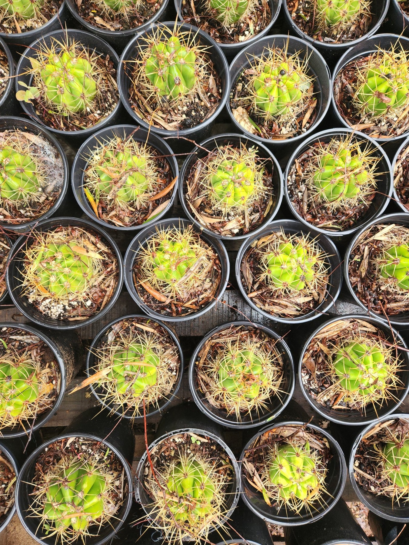 #EC57 EXACT Trichocereus Terschekii ornamental Cactus Options-Cactus - Large - Exact-The Succulent Source