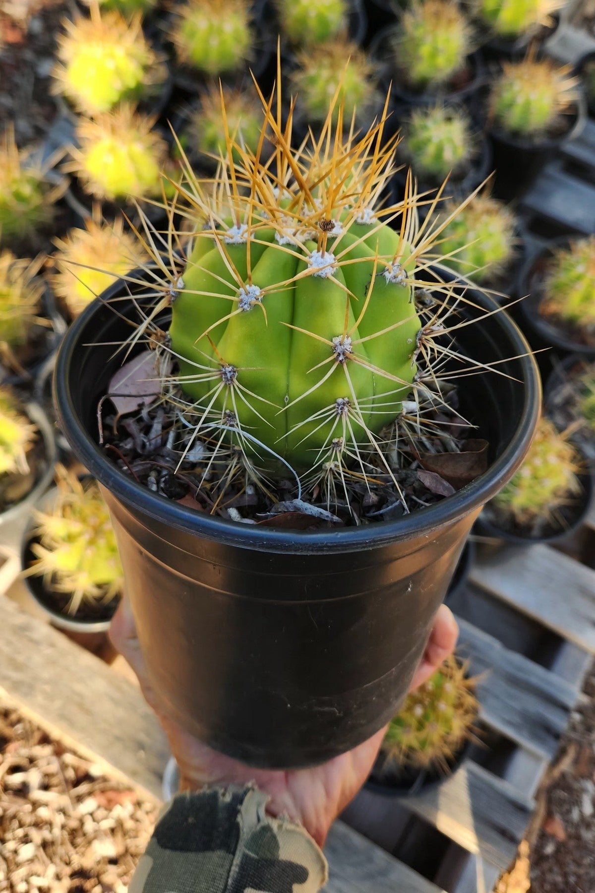 #EC57 EXACT Trichocereus Terschekii ornamental Cactus Options-Cactus - Large - Exact-The Succulent Source