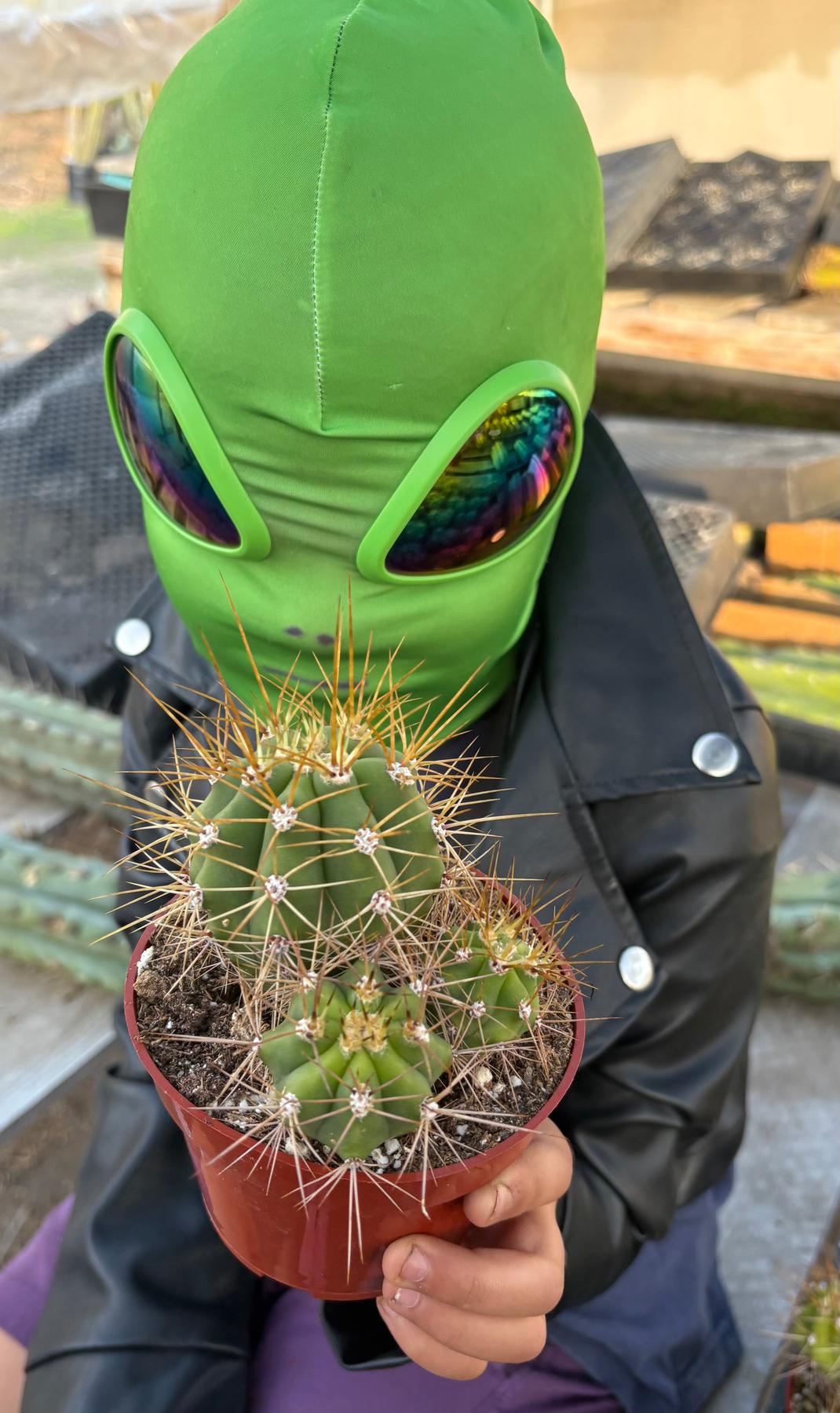 #EC57 EXACT Trichocereus Terschekii ornamental Cactus Options-Cactus - Large - Exact-The Succulent Source