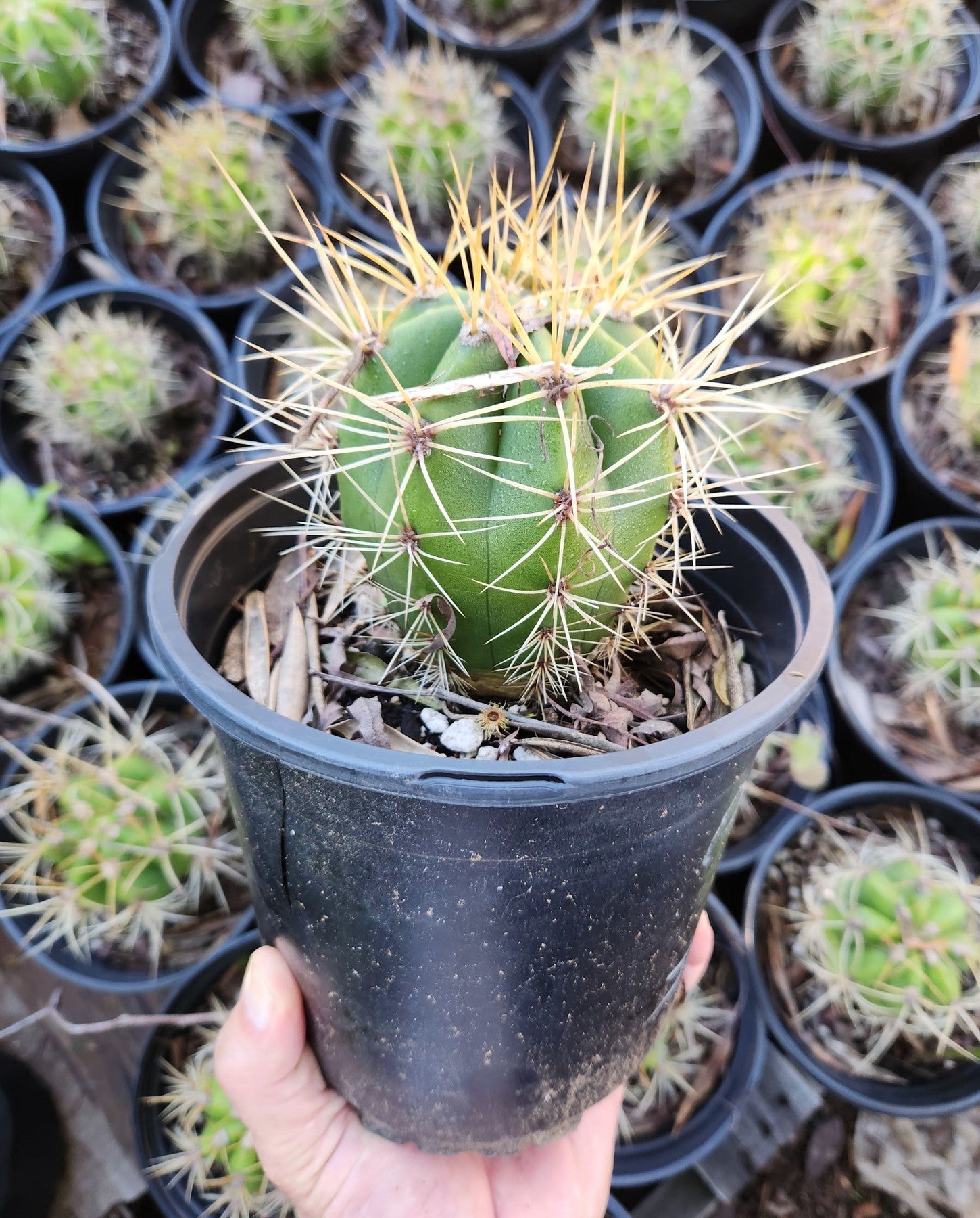 cactus soil for sale near me #EC57 EXACT Trichocereus Terschekii ornamental Cactus Options Terschekii Potted in 3.5" Container