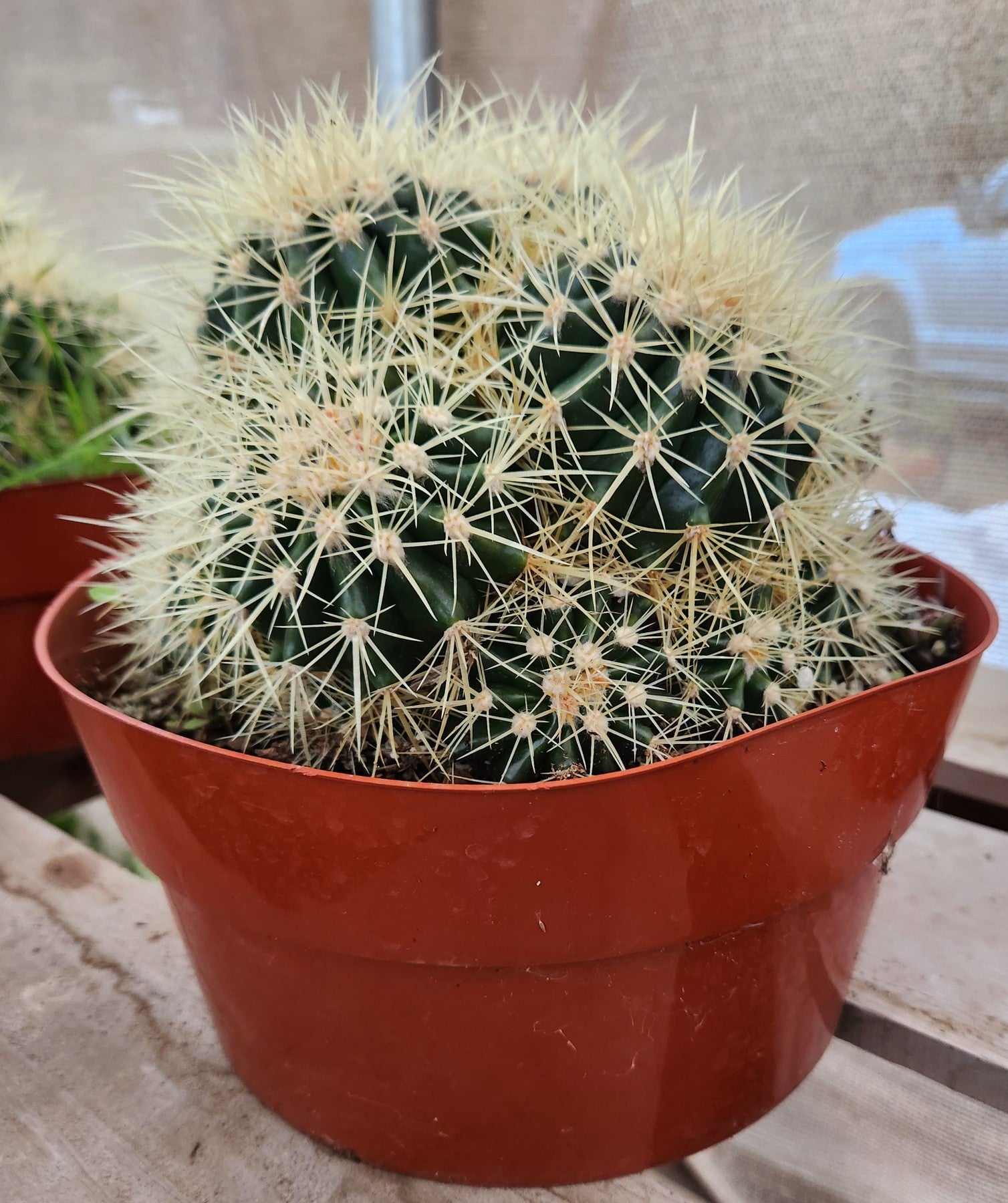 golden barrel succulent #EC58 Echinocactus Grusonii Golden Barrel Clump Cactus 10" container