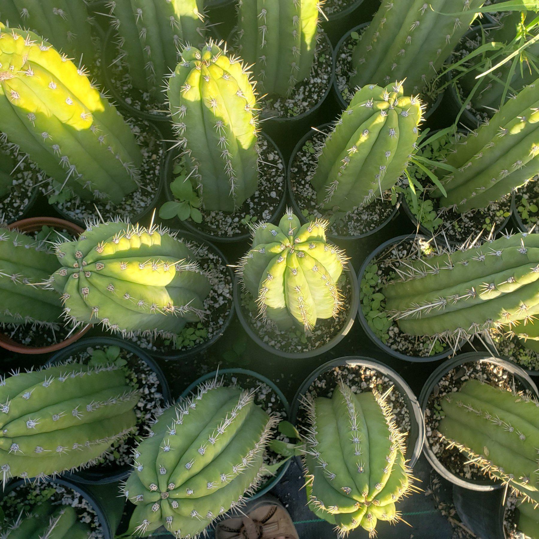 #EC59 EXACT Trichocereus Cuzcoensis Cactus 14-16”-Cactus - Large - Exact-The Succulent Source