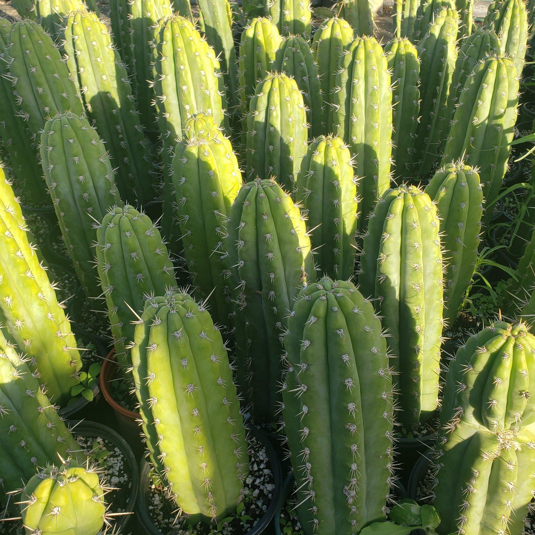 #EC59 EXACT Trichocereus Cuzcoensis Cactus 14-16”-Cactus - Large - Exact-The Succulent Source