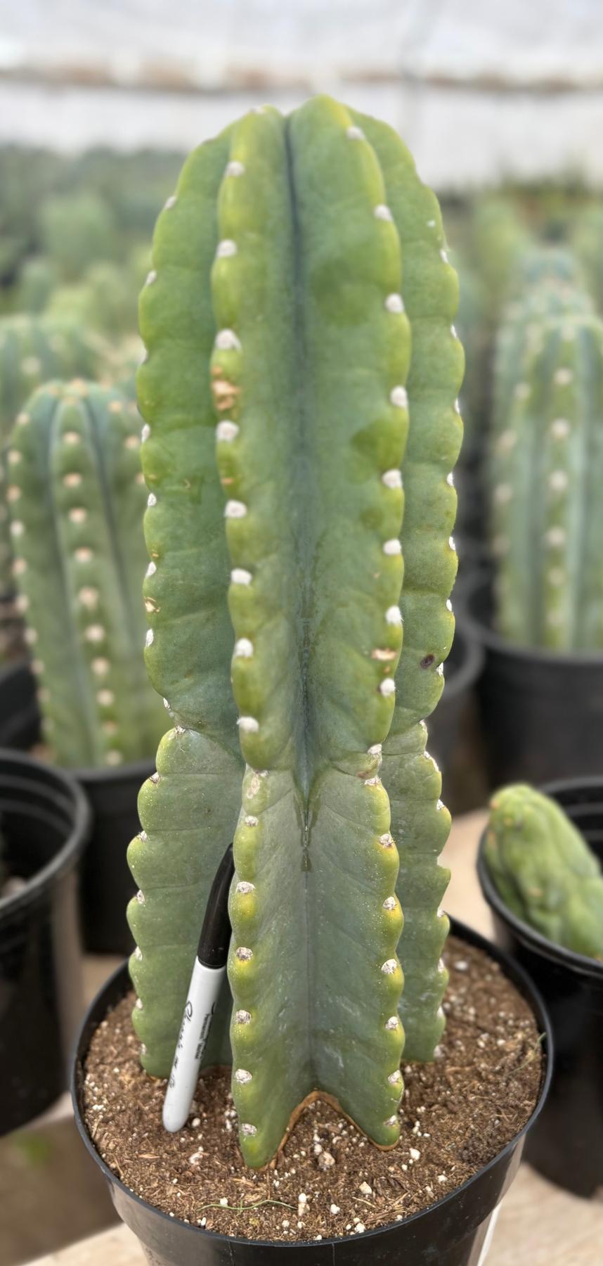 #EC60 Exact Cereus peruvianus Cactus Apple 15”-Cactus - Large - Exact-The Succulent Source