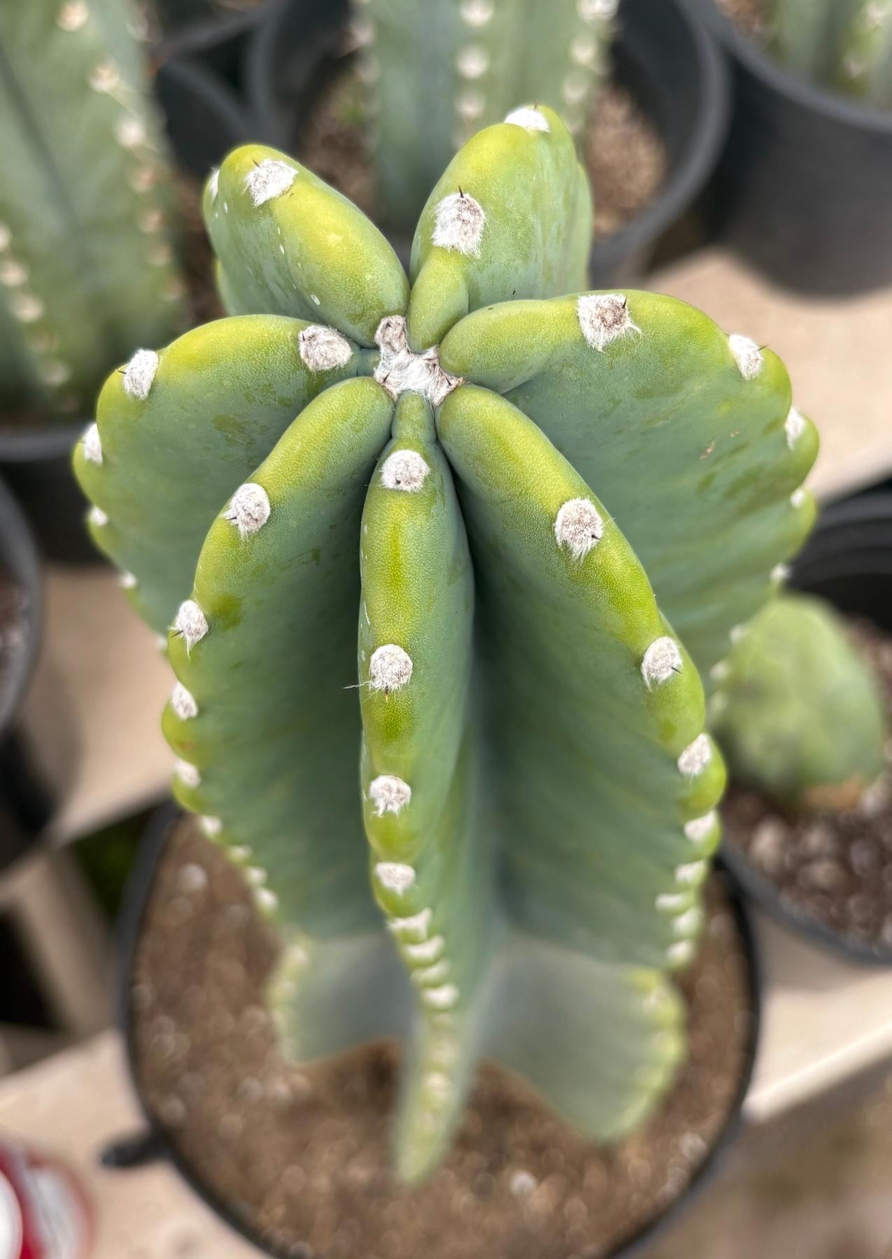 #EC60 Exact Cereus peruvianus Cactus Apple 15”-Cactus - Large - Exact-The Succulent Source