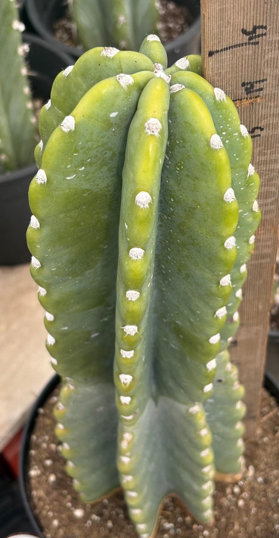 #EC60 Exact Cereus peruvianus Cactus Apple 15”-Cactus - Large - Exact-The Succulent Source