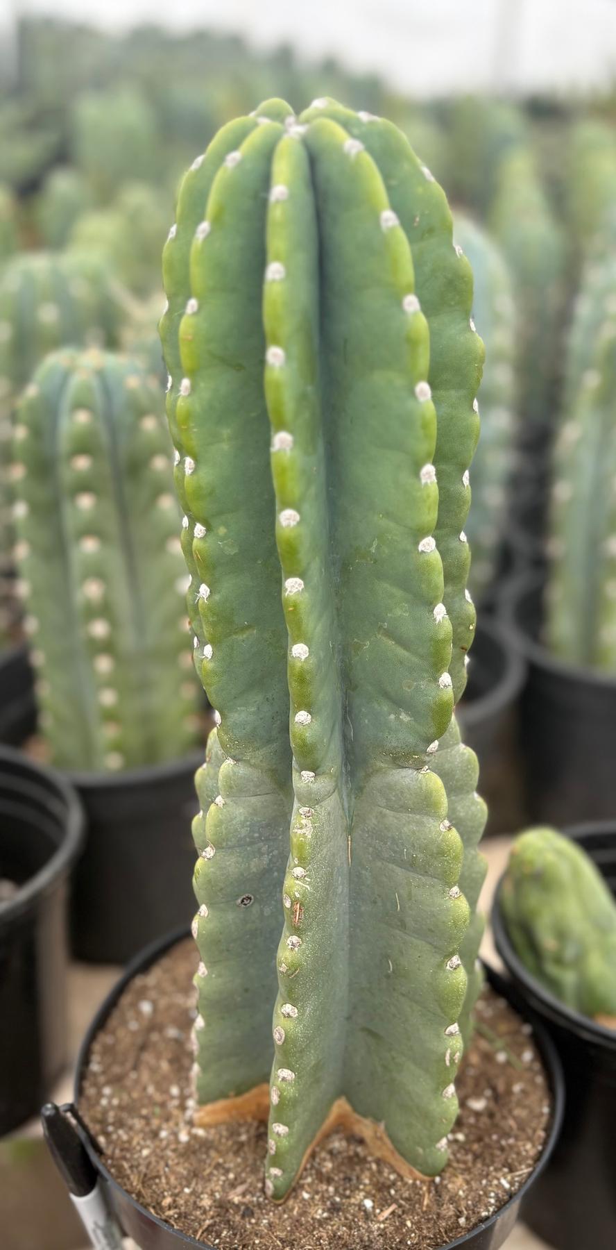 #EC60 Exact Cereus peruvianus Cactus Apple 15”-Cactus - Large - Exact-The Succulent Source