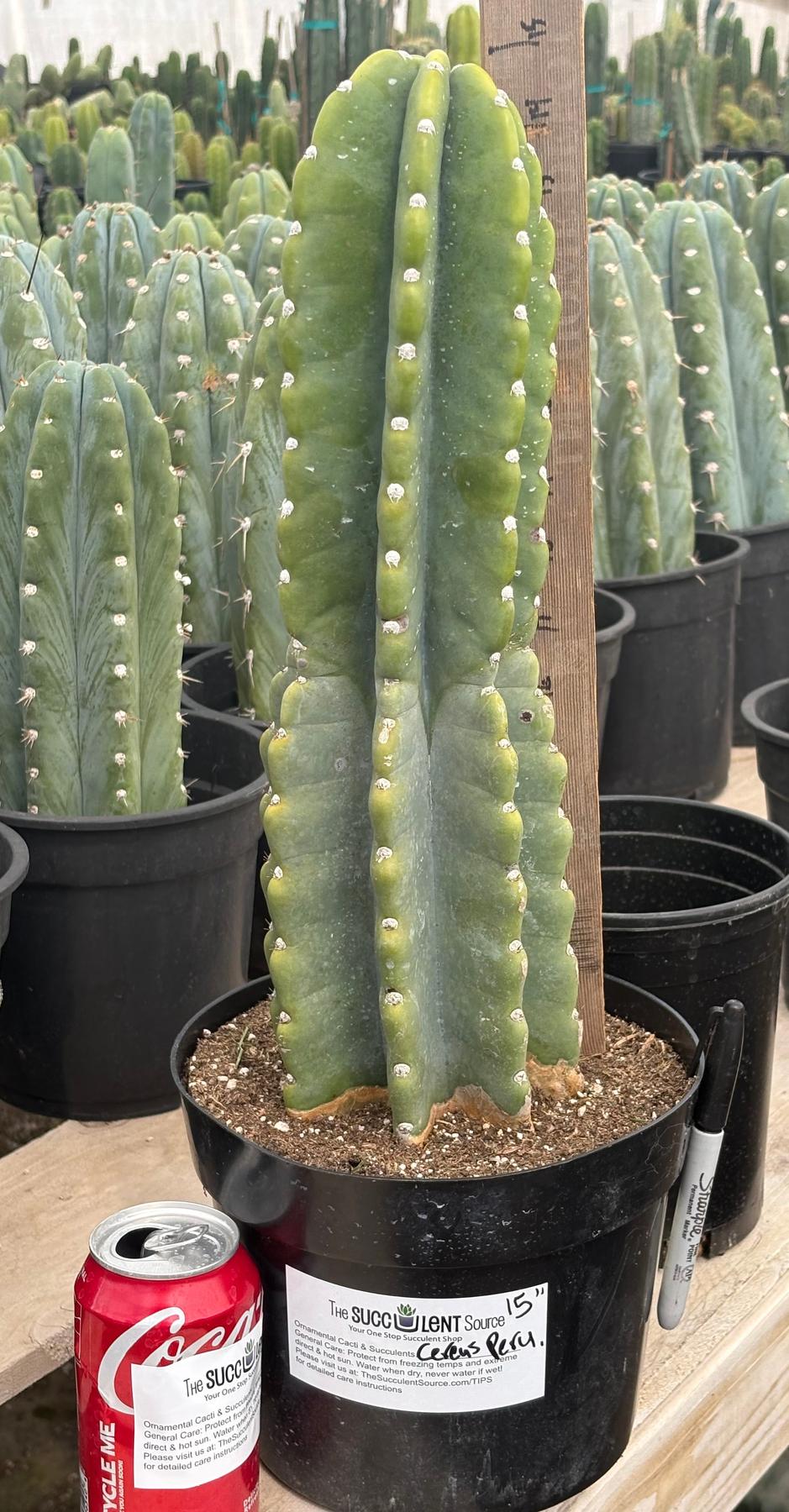 #EC60 Exact Cereus peruvianus Cactus Apple 15”-Cactus - Large - Exact-The Succulent Source