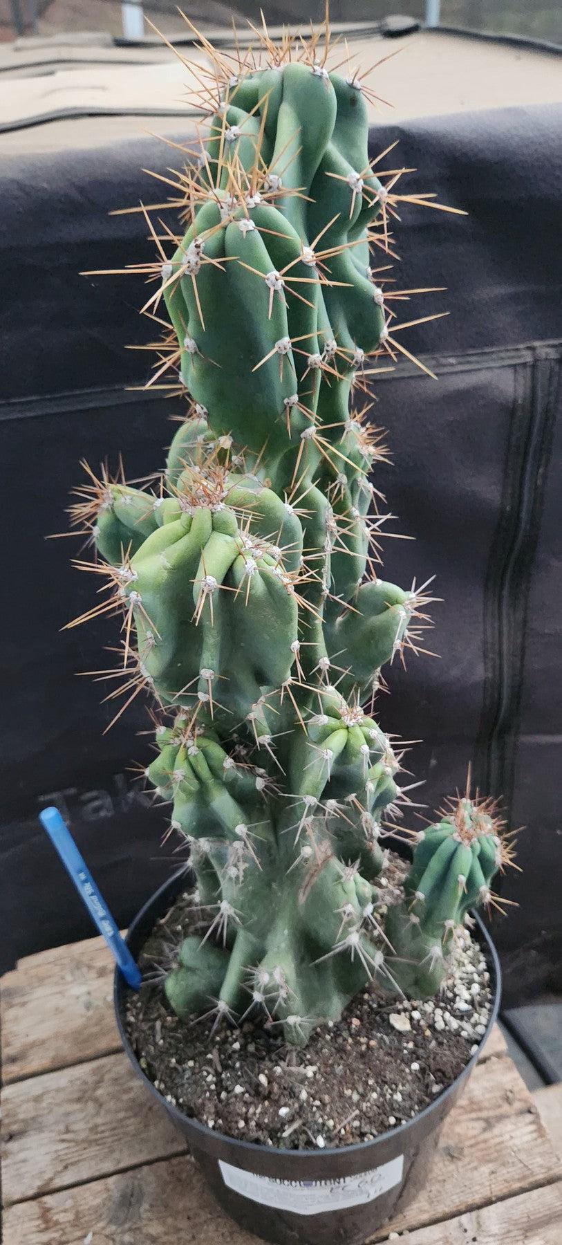#EC60 Exact Cereus peruvianus Monstrose Cactus 17”-Cactus - Large - Exact-The Succulent Source