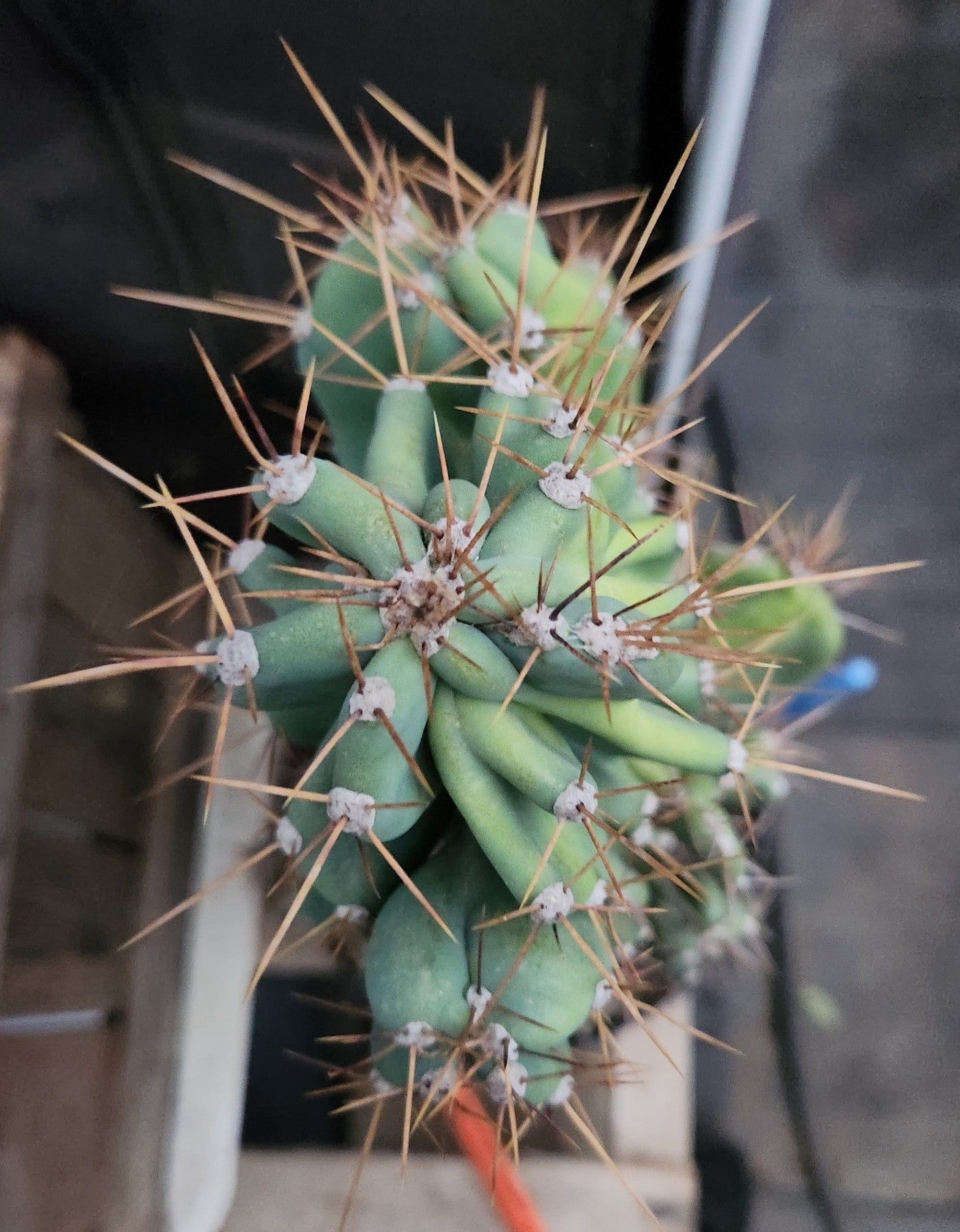#EC60 Exact Cereus peruvianus Monstrose Cactus 17”-Cactus - Large - Exact-The Succulent Source