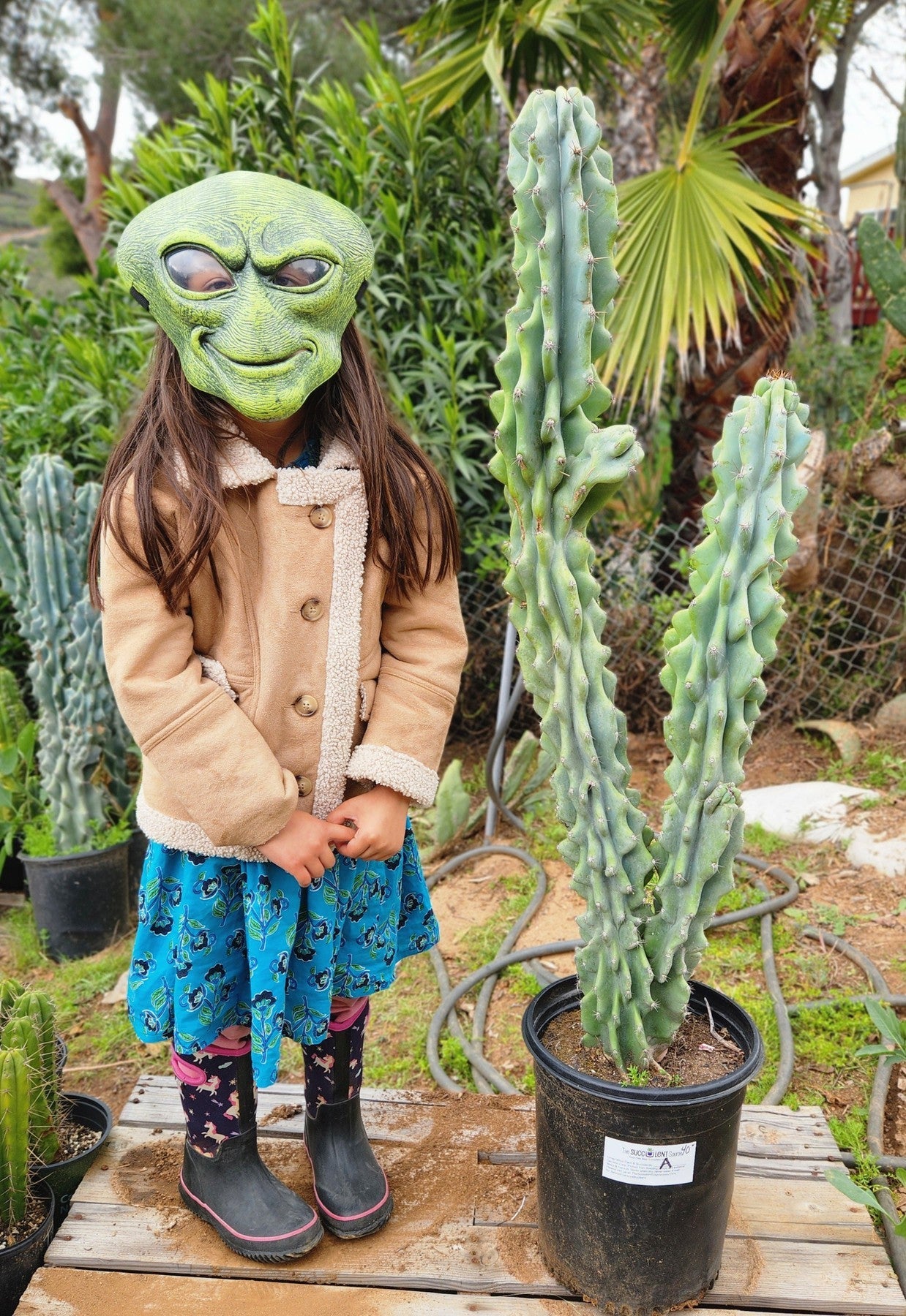 #EC61 EXACT Cereus Peruvianus Peruvian Apple Cactus 40"+-Cactus - Large - Exact-The Succulent Source