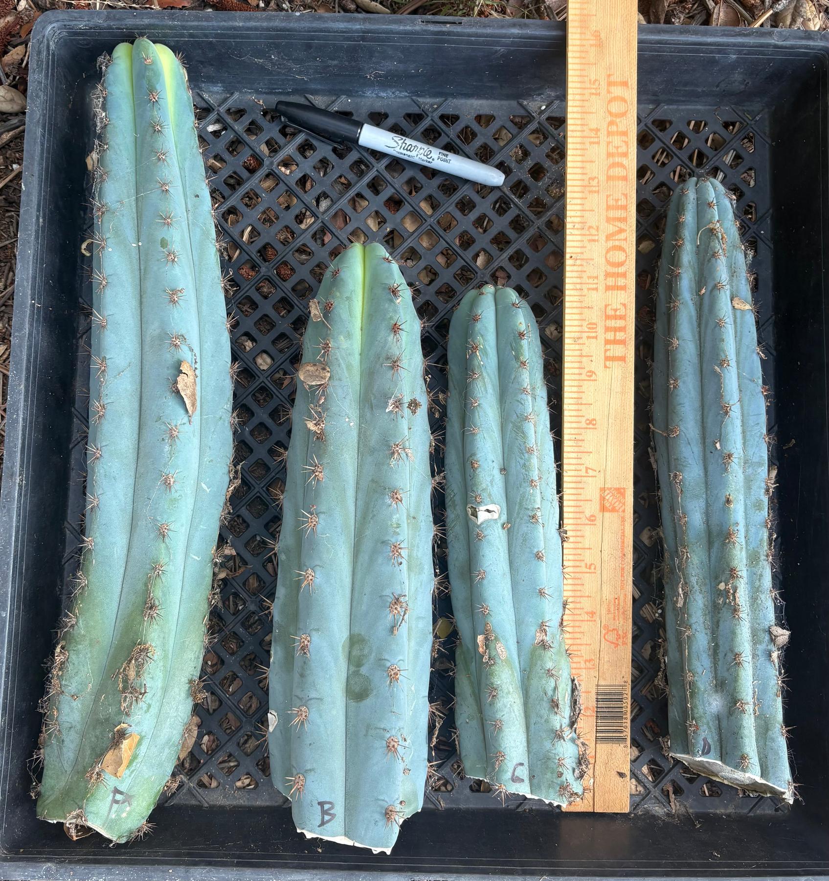 #EC62 EXACT Trichocereus Peruvianus TSSBP Blue Peru BARGAIN Cactus Cuttings-Cactus - Large - Exact-The Succulent Source