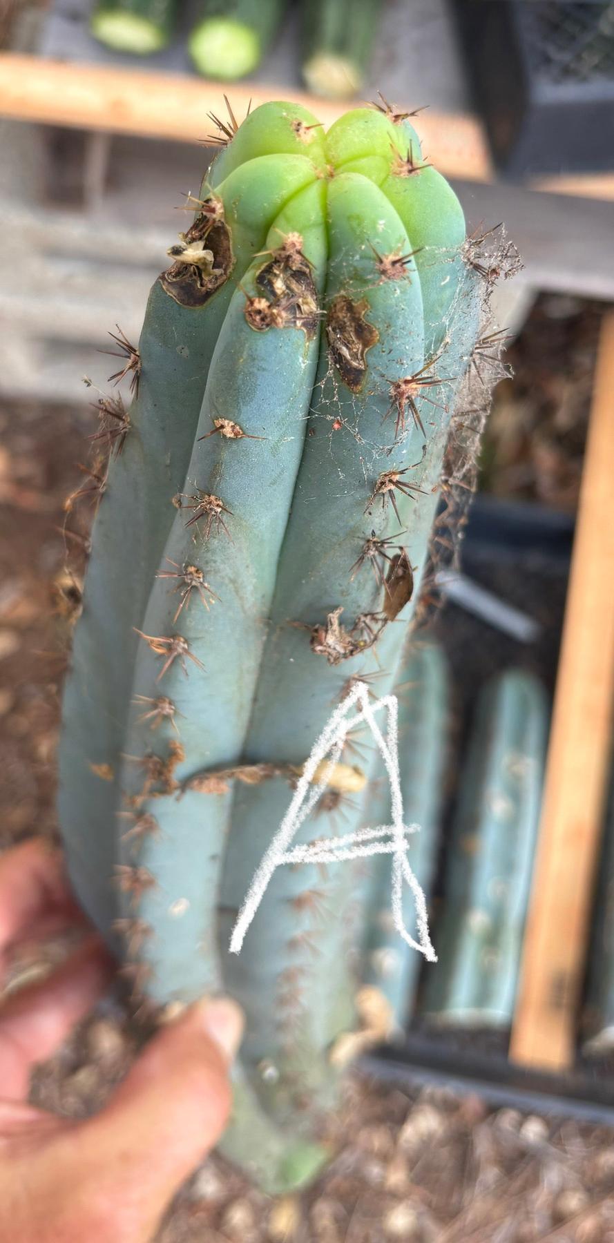 #EC62 EXACT Trichocereus Peruvianus TSSBP Blue Peru BARGAIN Cactus Cuttings-Cactus - Large - Exact-The Succulent Source