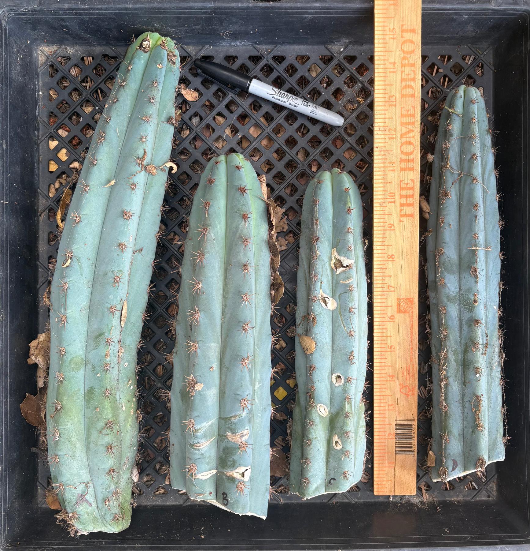#EC62 EXACT Trichocereus Peruvianus TSSBP Blue Peru BARGAIN Cactus Cuttings-Cactus - Large - Exact-The Succulent Source