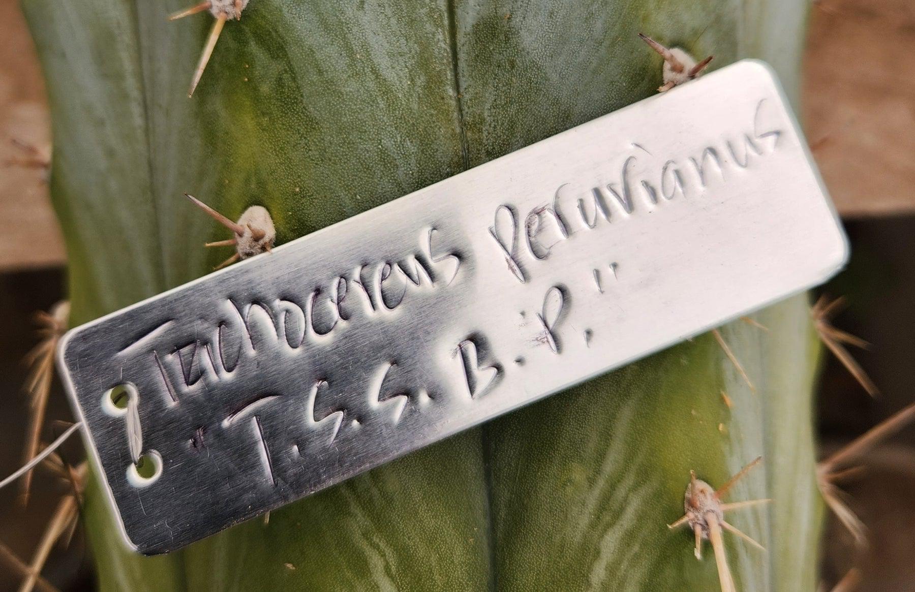 #EC62 EXACT Trichocereus Peruvianus Cactus cutting cuttings-Cactus - Large - Exact-The Succulent Source