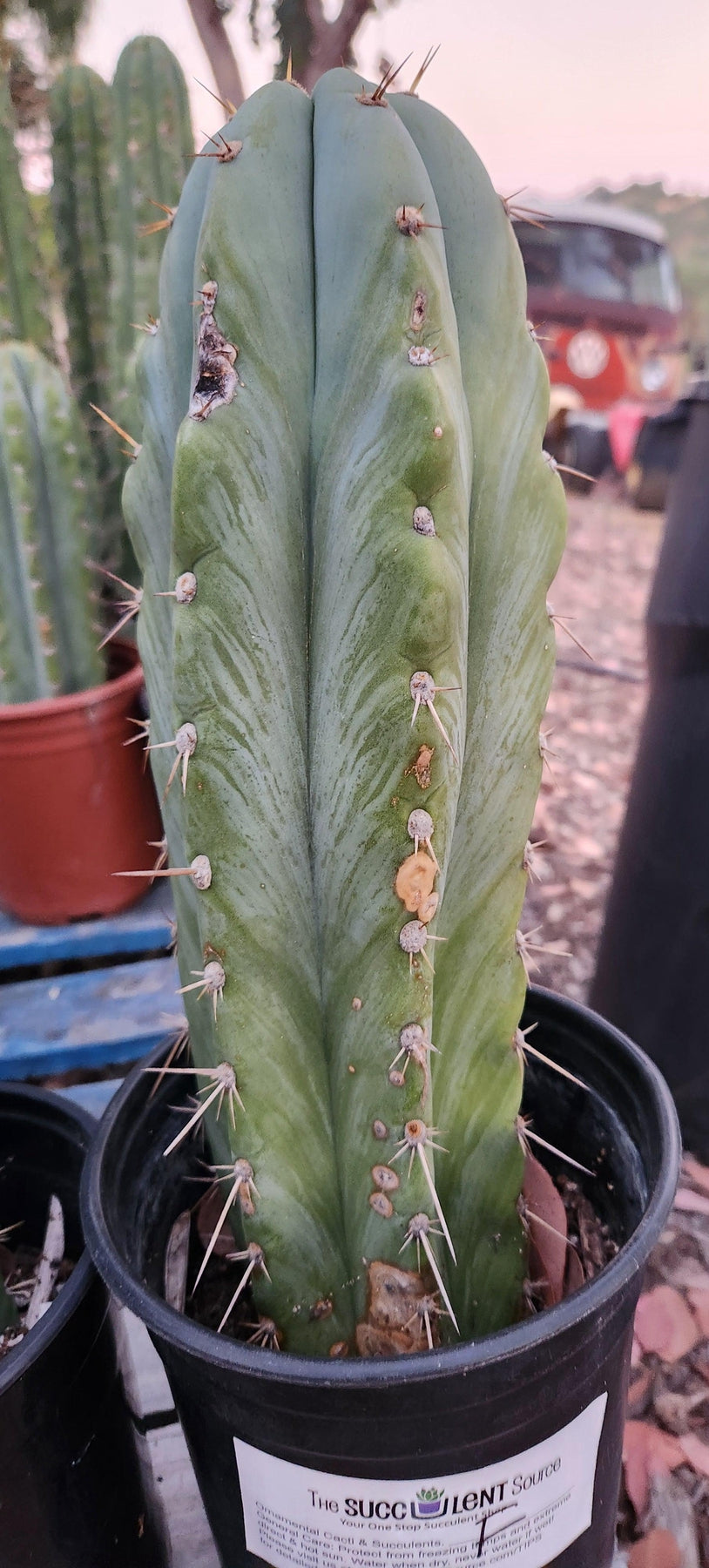 #EC62 EXACT Trichocereus Peruvianus TSSBP Blue Peru Cactus-Cactus - Large - Exact-The Succulent Source