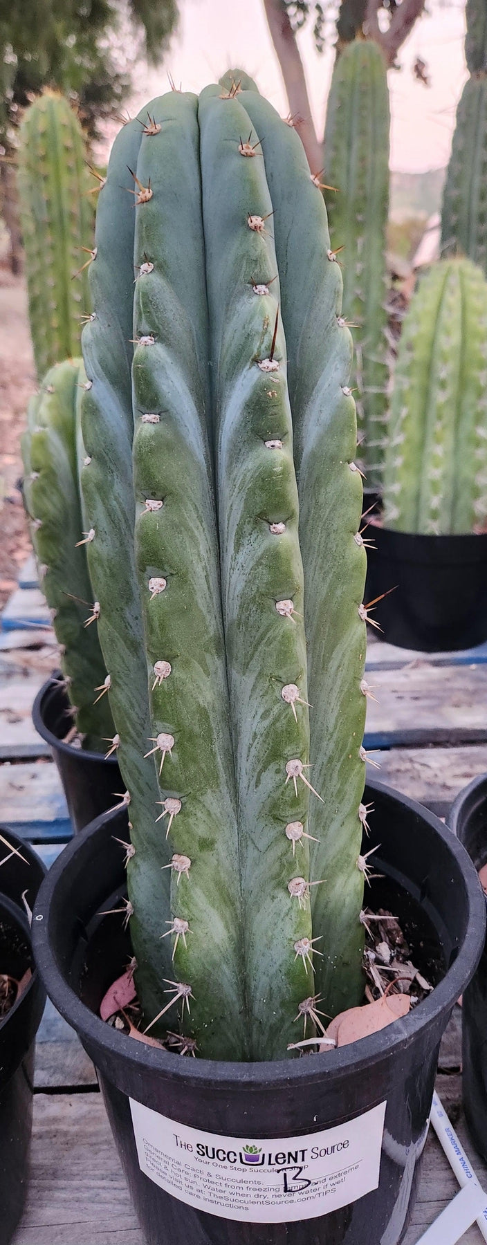 #EC62 EXACT Trichocereus Peruvianus TSSBP Blue Peru Cactus-Cactus - Large - Exact-The Succulent Source