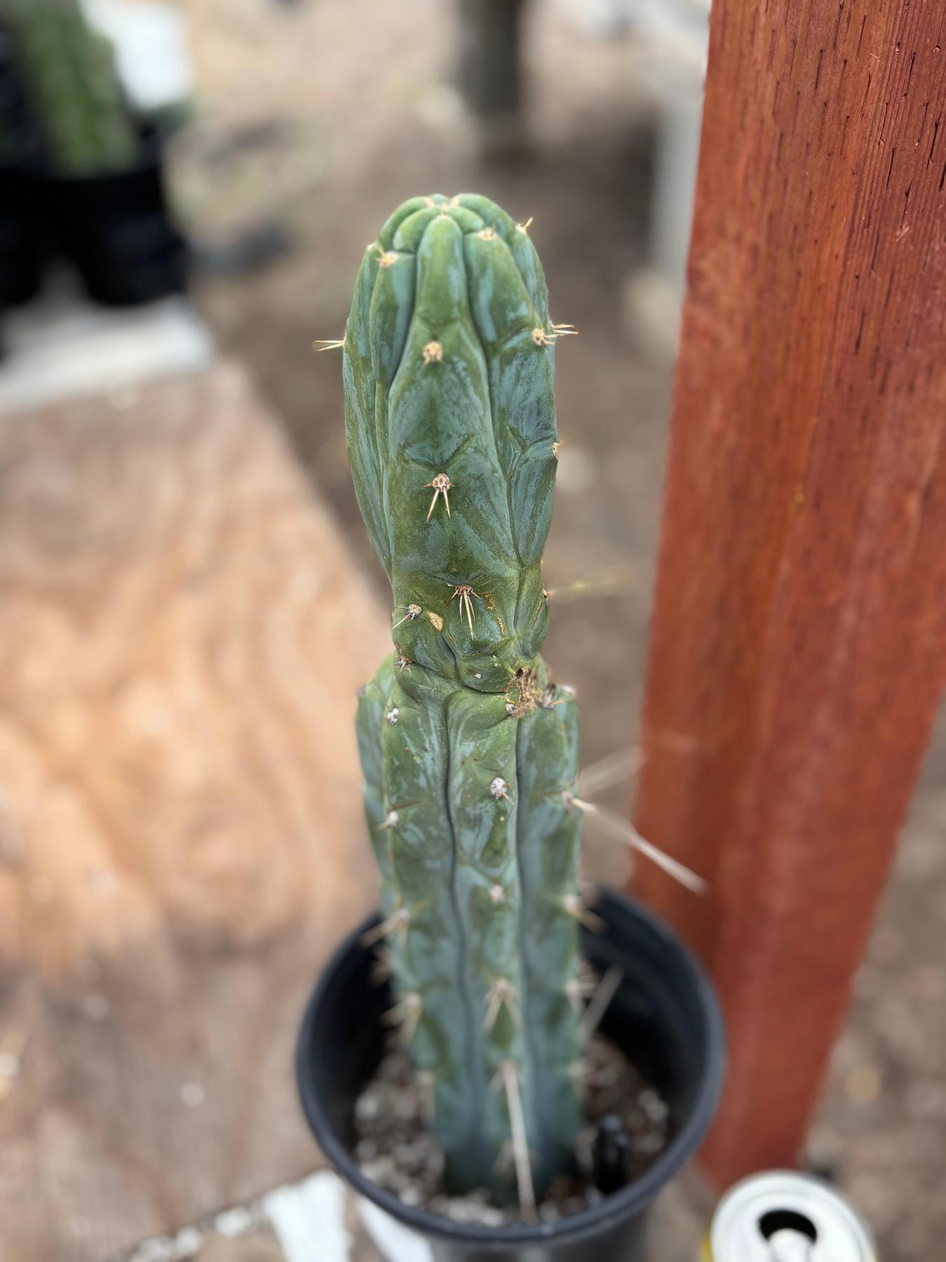 #EC63 EXACT Trichocereus Peruvianus Storage Yard Cactus Cutting 16"-Cactus - Large - Exact-The Succulent Source