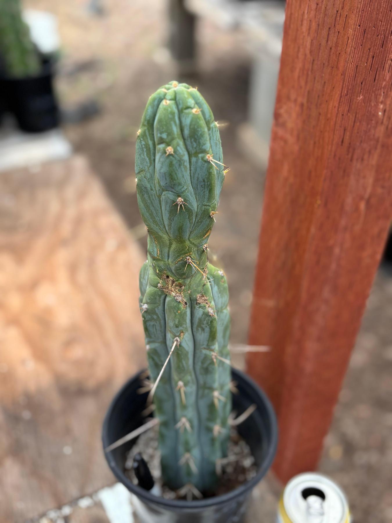 #EC63 EXACT Trichocereus Peruvianus Storage Yard Cactus Cutting 16"-Cactus - Large - Exact-The Succulent Source