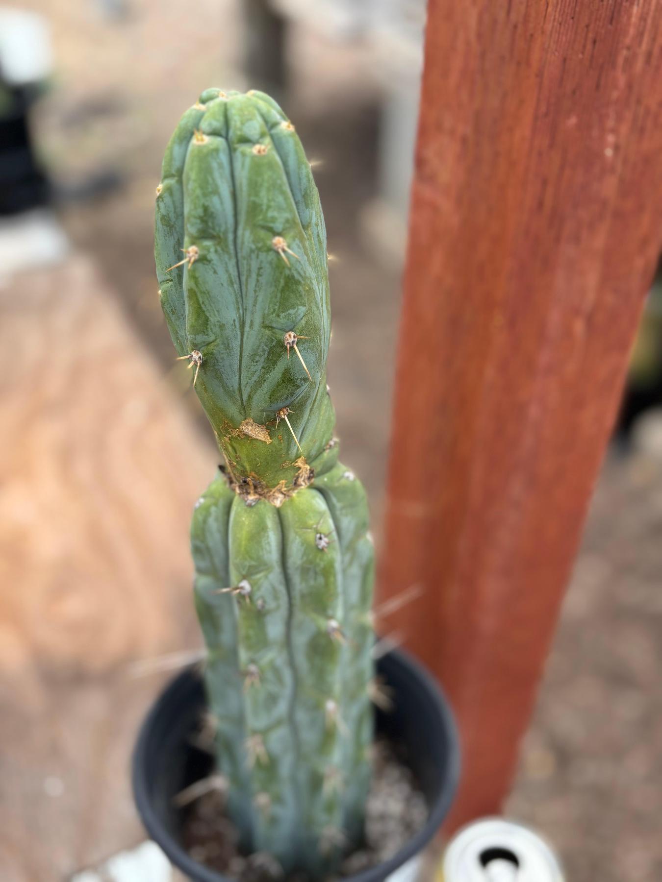 #EC63 EXACT Trichocereus Peruvianus Storage Yard Cactus Cutting 16"-Cactus - Large - Exact-The Succulent Source