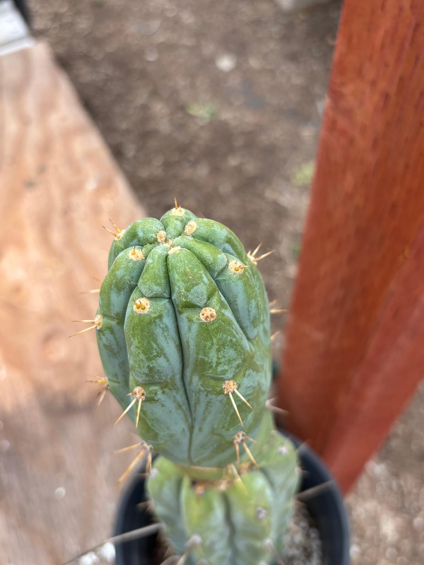 #EC63 EXACT Trichocereus Peruvianus Storage Yard Cactus Cutting 16"-Cactus - Large - Exact-The Succulent Source