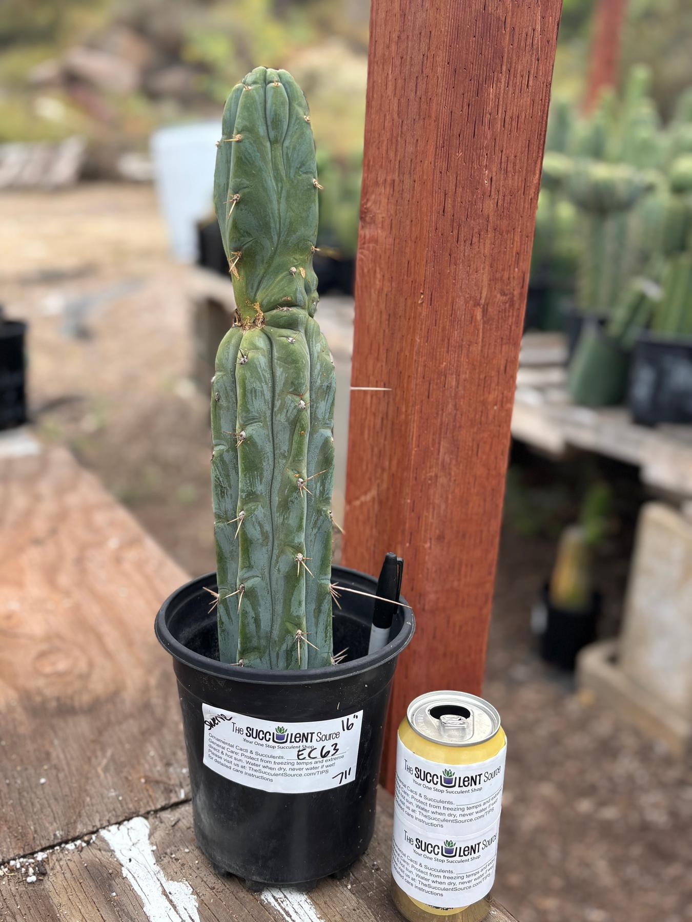 #EC63 EXACT Trichocereus Peruvianus Storage Yard Cactus Cutting 16"-Cactus - Large - Exact-The Succulent Source