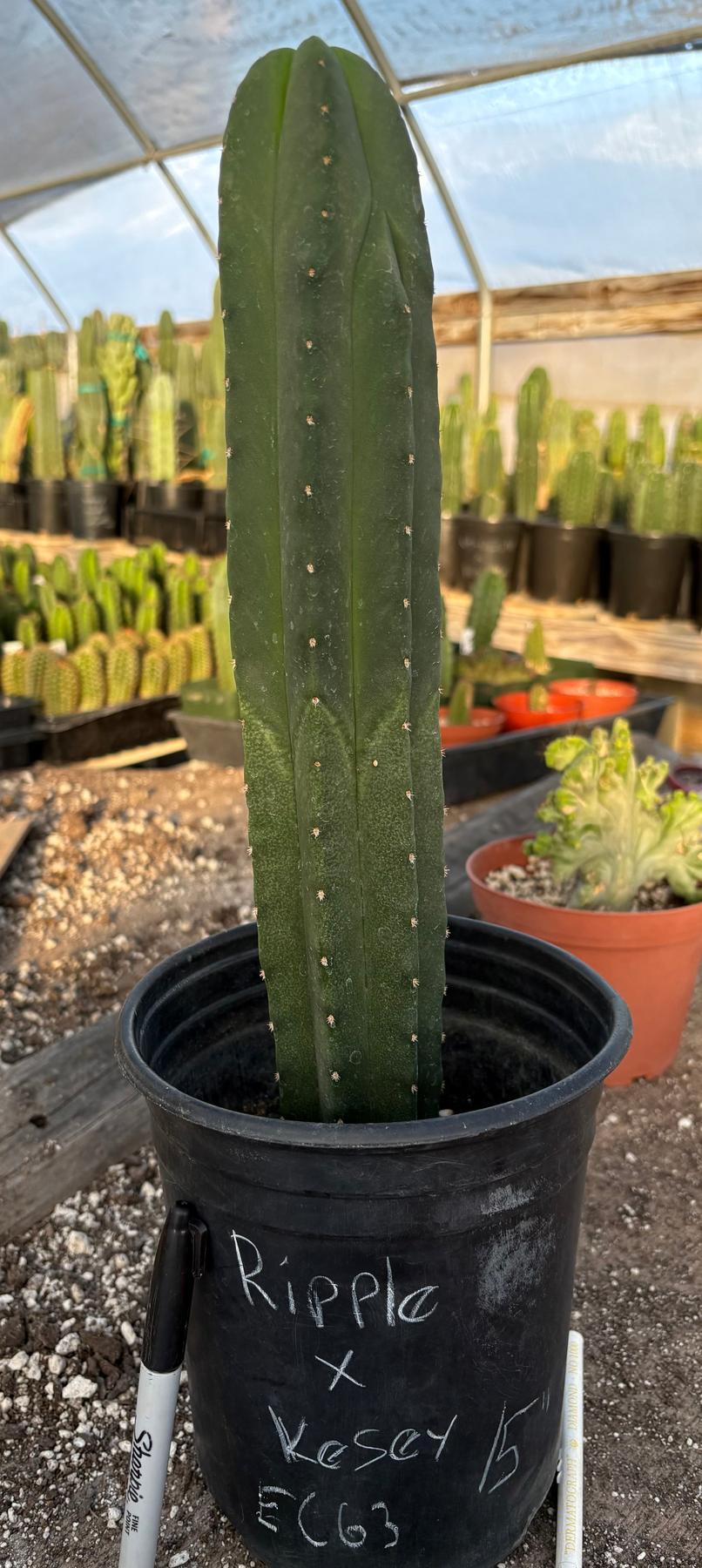 succulent source san pedro #EC63 EXACT Trichocereus Scopulicola Ripple X Scop Kesey Cactus 15”